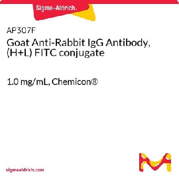 山羊抗兔IgG抗体，（H + L）FITC偶联，1ML，AP307F，Sigma