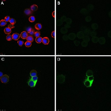Anti-Fusion Glycoprotein of HPIV 3 Antibody，25UL，MAB10207-I-25UL，Sigma