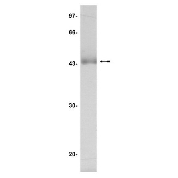 JNK1α1/SAPK1c Protein, inactive, 50 g，50UG，14-328，Sigma