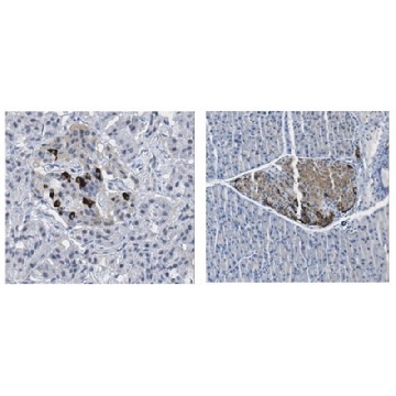 Anti-GLP1R Antibody，100UG，AB9433-I，Sigma