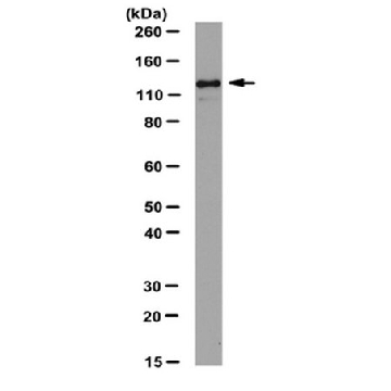 Anti-JAK2 Antibody，100UG，06-255-I，Sigma