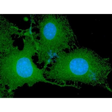 Anti-phospho-Akt1/PKBα (Ser473) Antibody, clone 11E6, Alexa Fluor™ 488，50UG，16-305，Sigma