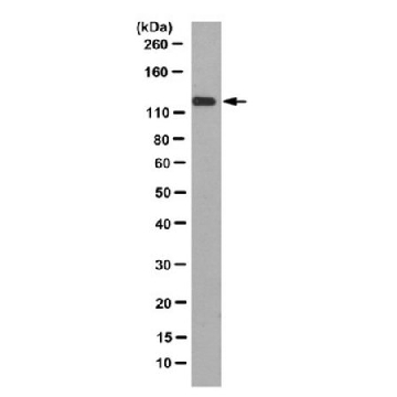 Anti-Nup96 Antibody, clone 4H5，100UG，MABE1039，Sigma