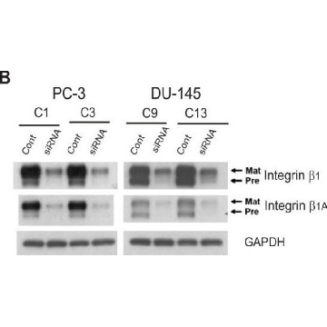 Anti-Integrin β1 Antibody, cytosolic，100UG，AB1952P，Sigma