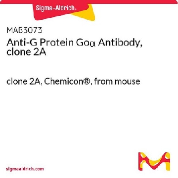 抗G蛋白Goα抗体，克隆2A，100UG，MAB3073，Sigma