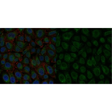 Anti-Integrin β1 Antibody, activated, clone HUTS-4, Alexa Fluor™ 488 Conjugate，100UL，MAB2079-AF488，Sigma