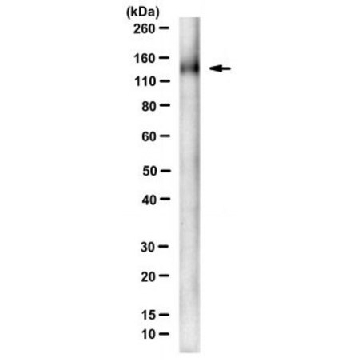 Anti-SCAP Antibody, clone 2G10，100UL，MABS2288-100UL，Sigma