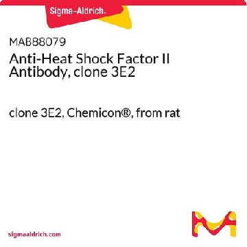Anti-Heat Shock Factor II Antibody, clone 3E2，50UG，MAB88079，Sigma