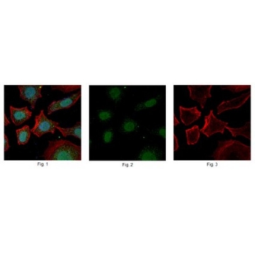 Anti-ZFX Antibody, clone 3E8.1，100UG，MABE224，Sigma