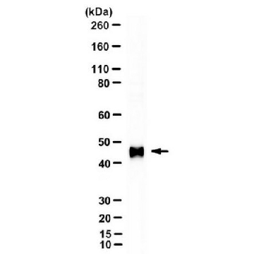 Anti-MCPyV large T-antigen Antibody, clone CM2B4，25UG，MABF2044-25UG，Sigma