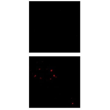 抗-淀粉样蛋白-β（低聚物）抗体，克隆F11G3，100UG，MABN1839，Sigma