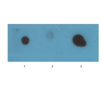 Anti-Amyloid Fibrils LOC Antibody，100UL，AB2287，Sigma
