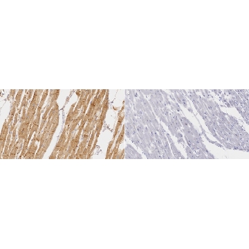 抗-GLUT-4抗体，C端，100UL，07-1404，Sigma
