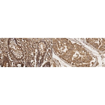 抗-NKCC1/2 抗体，克隆 T4，100UG，MABS1237，Sigma