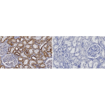 Anti-Complex I-75kD Antibody，100UG，ABN302，Sigma
