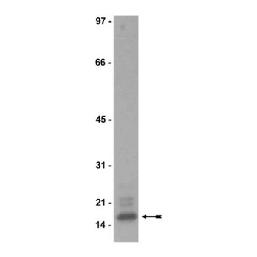 Anti-MBP Antibody, clone SKB3，50UG，05-675，Sigma