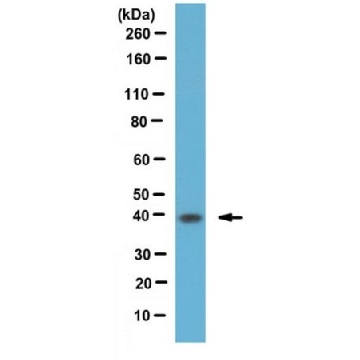 抗磷酸化细胞周期蛋白依赖性激酶7（Thr170）抗体，100UG，ABE1317，Sigma