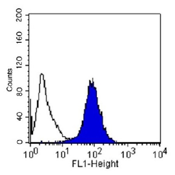 Anti-Integrin α5β1 Antibody, clone HA5，100UG，MAB1999，Sigma