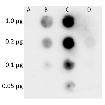 Anti-Histone H3R2me2a Antibody, clone 18F3，100UG，MABE2046-100UG，Sigma