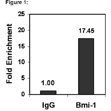 Magna ChIP® 蛋白G磁珠，50REACTIONS，16-662，Sigma