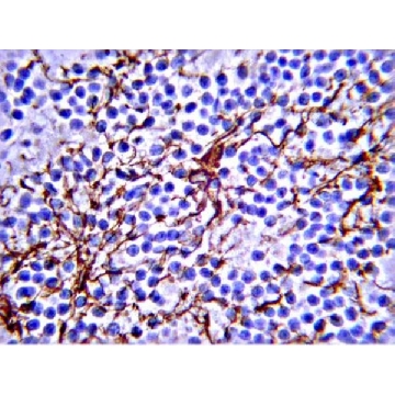 IgG1 Antibody, Mouse，1MG，PP100，Sigma