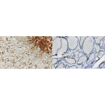 Anti-Sodium-Iodide Symporter Antibody, C-terminal 2，200UL，ABC1454，Sigma