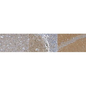 抗-GluR2抗体，克隆14C12.2，100UG，MABN1189，Sigma