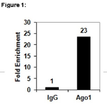 RIPAb+ Ago1抗体，10ASSAYS，03-249，Sigma