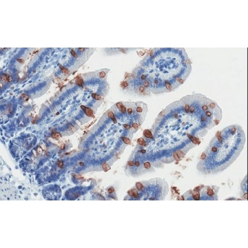 Anti-ABCG8 Antibody, clone 1B10A5，100UG，MABS2054-100UG，Sigma