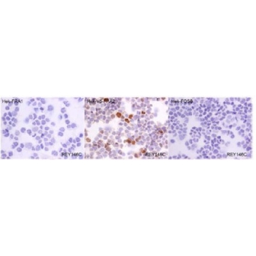 抗-FRA-2抗体，克隆REY146C，100UG，MABS1261，Sigma