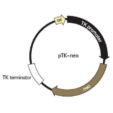 pTK-neo DNA - Novagen，20UG，71284-3CN，Sigma
