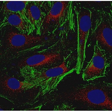 Anti-Actin Antibody, clone 2G2，100UL，MABT826，Sigma