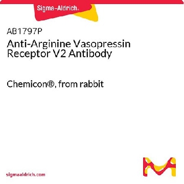 Anti-Arginine Vasopressin Receptor V2 Antibody，50UG，AB1797P，Sigma
