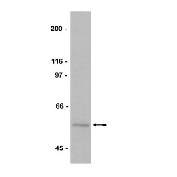 Anti-Myc Tag Antibody, clone 9E10, biotin conjugate，200UG，16-170，Sigma