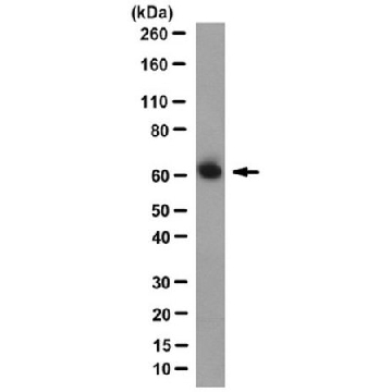 Anti-Atlastin-1 Antibody, clone 3194，100UG，MABN1831，Sigma
