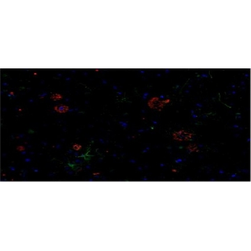 抗-淀粉样蛋白β肽（MOAB-2），pan抗体，克隆6C3，100UG，MABN254，Sigma