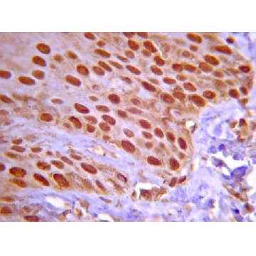 Anti-Notch 2 Antibody, NT，200UL，07-1234，Sigma