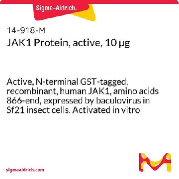 JAK1 Protein, active, 10 µg，10UG，14-918，Sigma