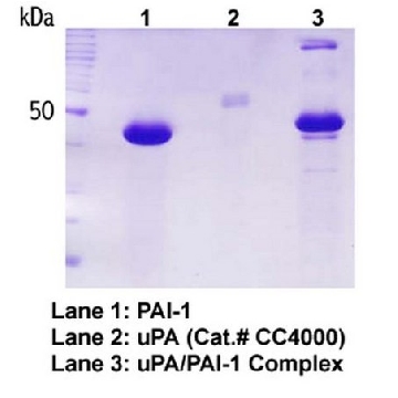 Human Plasminogen activator inhibitor-1, recombinant，50UG，CC4075，Sigma