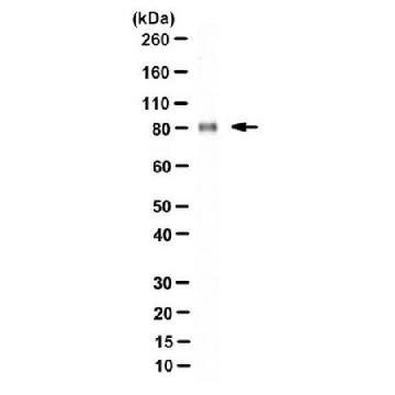 Anti-LRP1 Antibody, 85 kDa subunit Antibody, clone 6F8，100UG，MABN1796，Sigma
