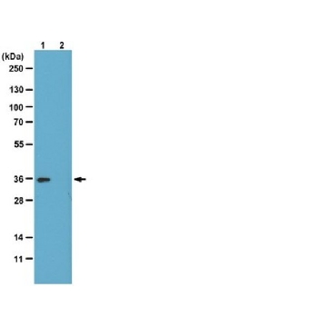 Anti-phospho-Histone H1 Antibody, clone 12D11，200UL，05-1324，Sigma