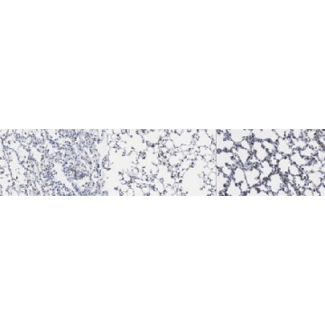 抗-SFTPC抗体，100UG，ABC99，Sigma