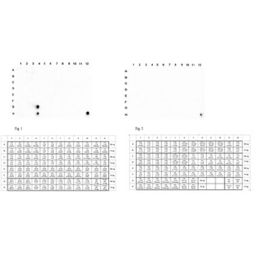Anti-phospho Histone H3 (Tyr41) Antibody| ABE566，100UG，ABE566，Sigma