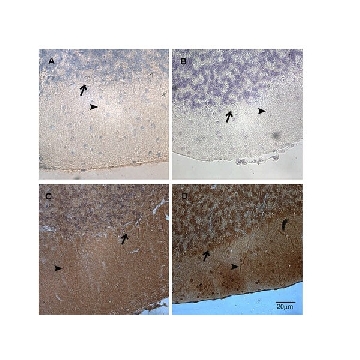 OxyIHC 氧化应激检测试剂盒，50REACTIONS，S7450，Sigma