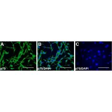 抗-神经生长因子受体抗体，细胞外，克隆192-IgG，50UG，MAB365，Sigma