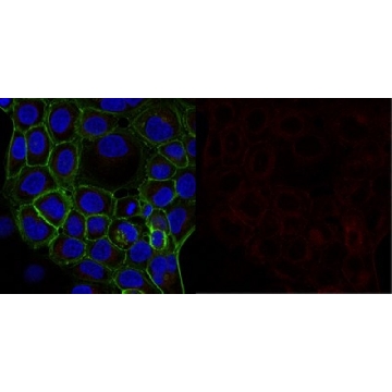 Anti-α-Tubulin Antibody, clone DM1A, Alexa Fluor™ 647 conjugate，100UL，05-829-AF647，Sigma