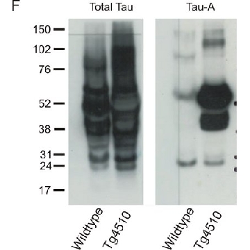抗Tau-1抗体，克隆PC1C6，100UG，MAB3420，Sigma
