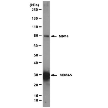 Anti-MDM4 Antibody, clone 7A8，100UG，04-1556，Sigma