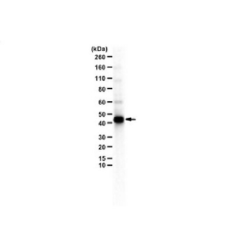 抗-PAGR1（PA1），100UG，ABE1863，Sigma