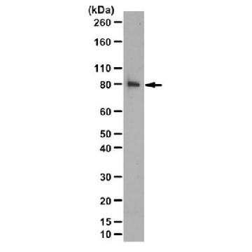 Anti-Beta Pix, SH3 Domain Antibody，100UG，07-1450-I，Sigma